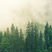 fog-coniferous-forest-spruce-stockpack-pixabay.jpg fog, coniferous forest, spruce