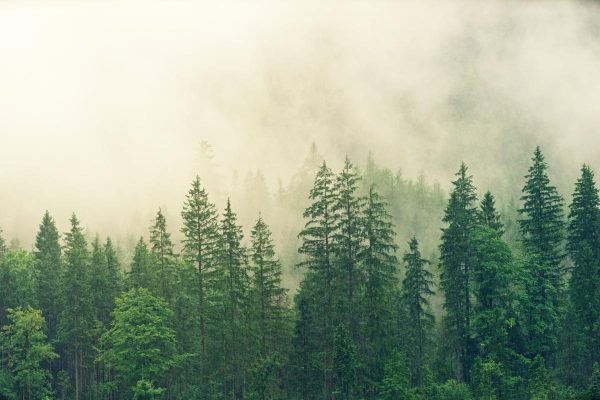 fog, coniferous forest, spruce