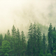 fog-coniferous-forest-spruce-stockpack-pixabay.jpg fog, coniferous forest, spruce