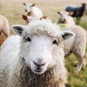 ireland-sheep-lambs-stockpack-pixabay.jpg oaie, oi, miel