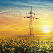 landscape-sunflowers-sky-stockpack-pixabay.jpg landscape, sunflowers, sky