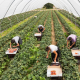 muncitori agricultura