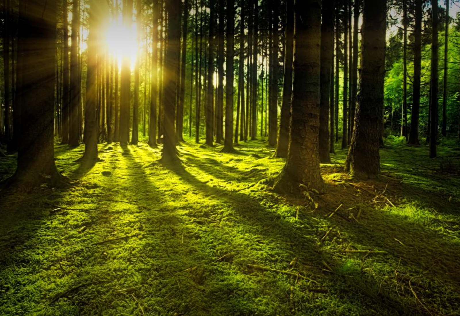 nature-forest-sun-stockpack-pixabay.jpg nature, forest, sun