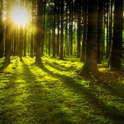 nature, forest, sun