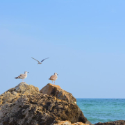 pescarusi-cliffs-cliff-stockpack-pixabay.jpg pescaruși, cliffs, cliff