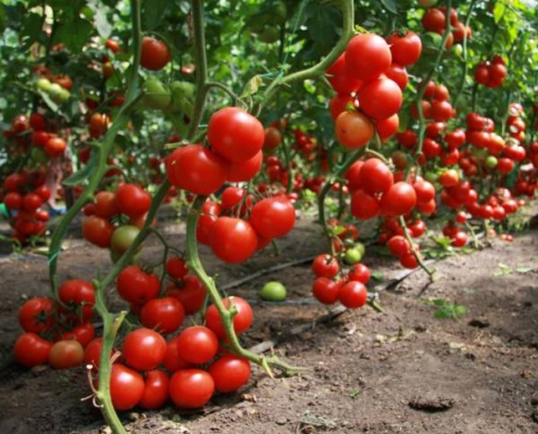 tomate