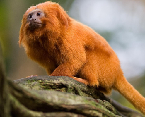 Golden lion tamarin