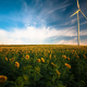 agriculture-sunflower-field-wind-energy-stockpack-pixabay.jpg agriculture, sunflower field, wind energy