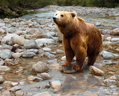 bear-predator-brown-bear-stockpack-pixabay.jpg bear, predator, brown bear