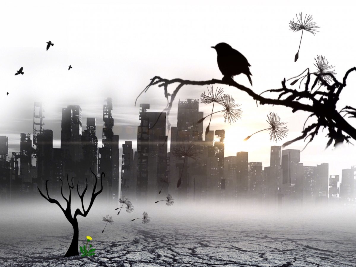 bird, city, blackbird