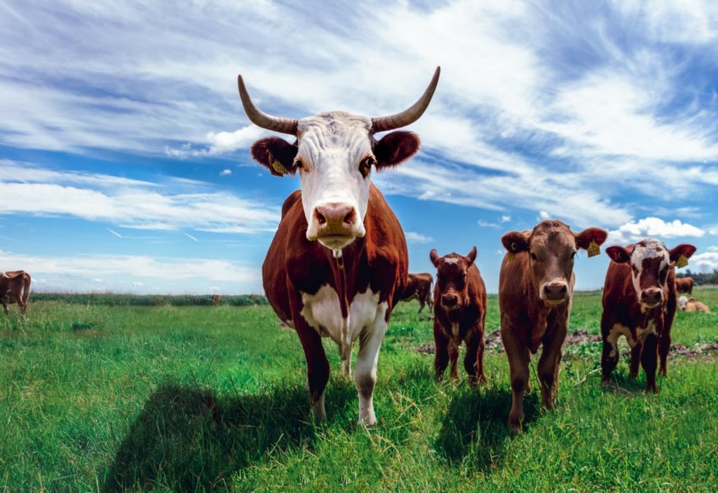 cows-denmark-stockpack-unsplash.jpg vacă, vaci