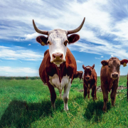 cows-denmark-stockpack-unsplash.jpg vacă, vaci