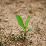 drought-engine-plants-shoot-stockpack-pixabay.jpg drought, engine, plants shoot