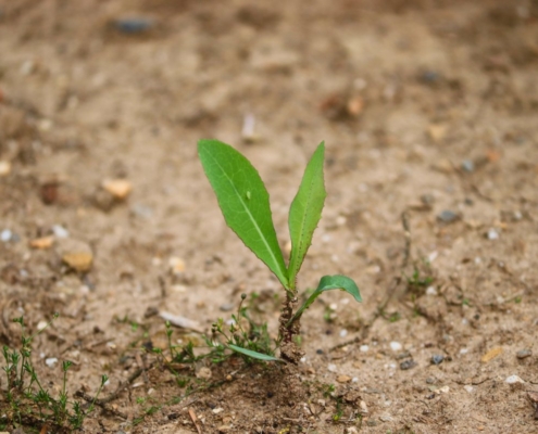 drought, engine, plants shoot