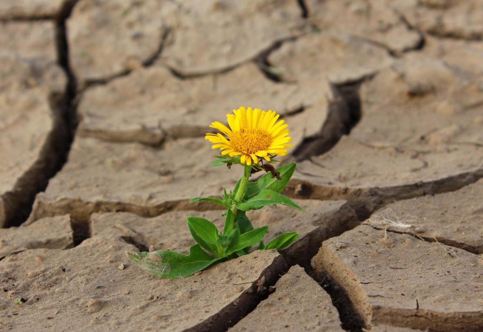 flower-life-crack-stockpack-pixabay.jpg flower, life, crack