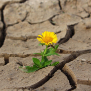 flower-life-crack-stockpack-pixabay.jpg flower, life, crack