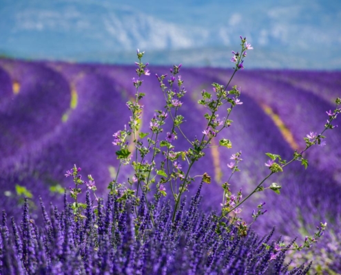 moustiers-sainte-marie-lavender-beautiful-landscape-stockpack-pixabay.jpg moustiers-sainte-marie, lavender, beautiful landscape