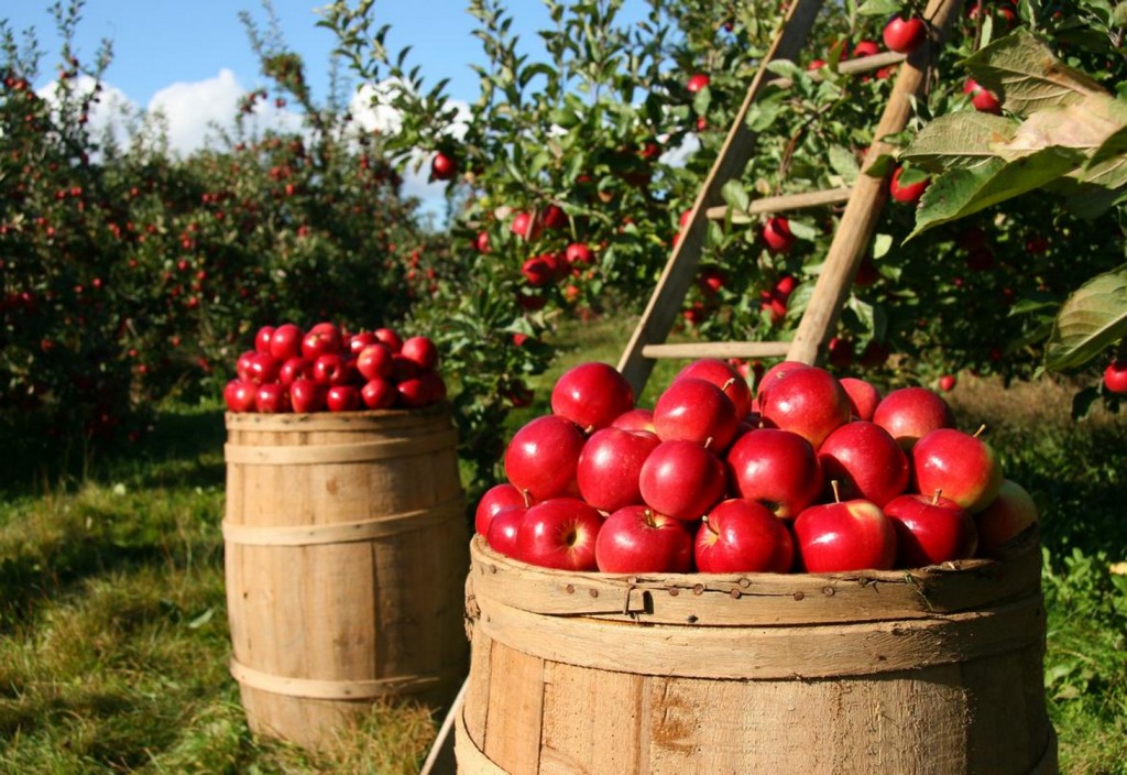 orchard-apple-apples-stockpack-pixabay.jpg orchard, apple, apples