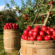 orchard-apple-apples-stockpack-pixabay.jpg orchard, apple, apples