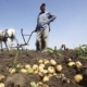 tarani-agricultori Tarani Agricultori