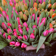 tulips-market-market-stall-stockpack-pixabay.jpg tulips, market, market stall