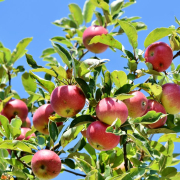 apple, apple tree, fruit