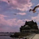 casino-constanta-seagulls-stockpack-pixabay.jpg casino, constanta, seagulls