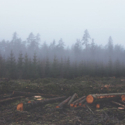 deforestation-deforest-lumber-stockpack-pixabay.jpg deforestation, deforest, lumber