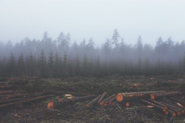 deforestation, deforest, lumber