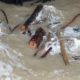 drift-wood-flotsam-and-jetsam-garbage-stockpack-pixabay.jpg drift wood, flotsam and jetsam, garbage