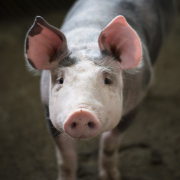 fauna-flora-pork-stockpack-pixabay.jpg fauna, flora, pork