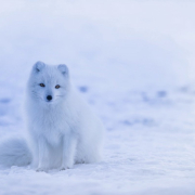 iceland-arctic-fox-fox-stockpack-pixabay.jpg iceland, arctic fox, fox