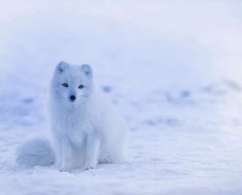 iceland-arctic-fox-fox-stockpack-pixabay.jpg iceland, arctic fox, fox