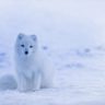 iceland, arctic fox, fox