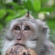 monkey, coconut, eyes