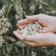 oats-cereals-field-stockpack-pixabay.jpg oats, cereals, field