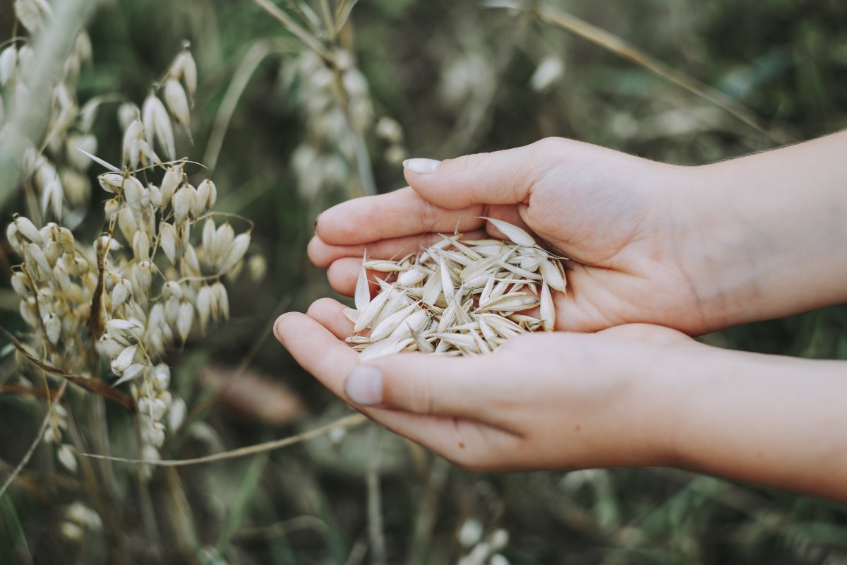 oats-cereals-field-stockpack-pixabay.jpg oats, cereals, field