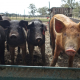 pigs-hogs-animals-stockpack-pixabay.jpg pigs, hogs, animals