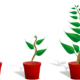sapling, plant, growing