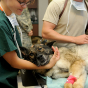 veterinary-clinic-veterinarian-stockpack-pixabay.jpg veterinary, clinic, veterinarian