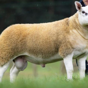200829155222-worlds-most-expensive-sheep-exlarge-169 200829155222 Worlds Most Expensive Sheep Exlarge 169