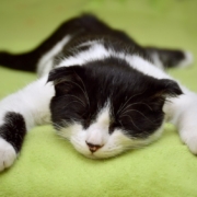 cat-dream-cat-resting-stockpack-pixabay.jpg cat, dream, cat resting