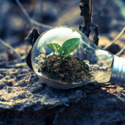 clear-light-bulb-planter-on-gray-rock-stockpack-pexels.jpg Clear light bulb planter on gray rock
