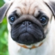 dog-cute-animal-stockpack-pixabay.jpg dog, cute, animal