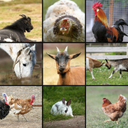 ferma animale Ferma Animale