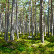 forest, trees, ecology