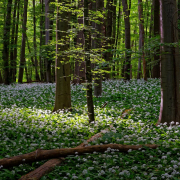 landscape-nature-forest-stockpack-pixabay.jpg landscape, nature, forest