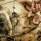 pig, animal, farm