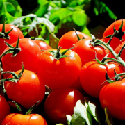 tomatoes, red, food