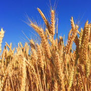 wheat-grass-barley-stockpack-pixabay.jpg wheat, grass, barley